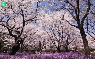 气候变化影响下的樱花，日本赏樱季的异常现象！