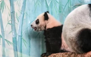 大熊猫“喀秋莎”首次公开亮相！网友表示很萌！
