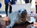 唐山海滩搁浅的海豹幼崽成功获救！