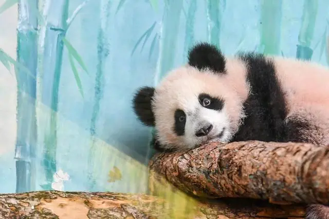大熊猫“喀秋莎”首次公开亮相！网友表示很萌！ 第2张